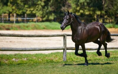 Horse Power: Why Vaccination is a Must for Your Equine Athlete