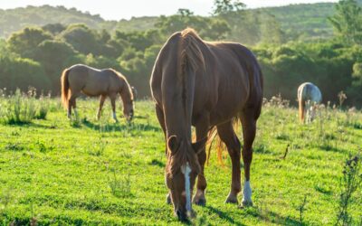 Toxic Plants in Pastures: What Every Horse Owner Should Know