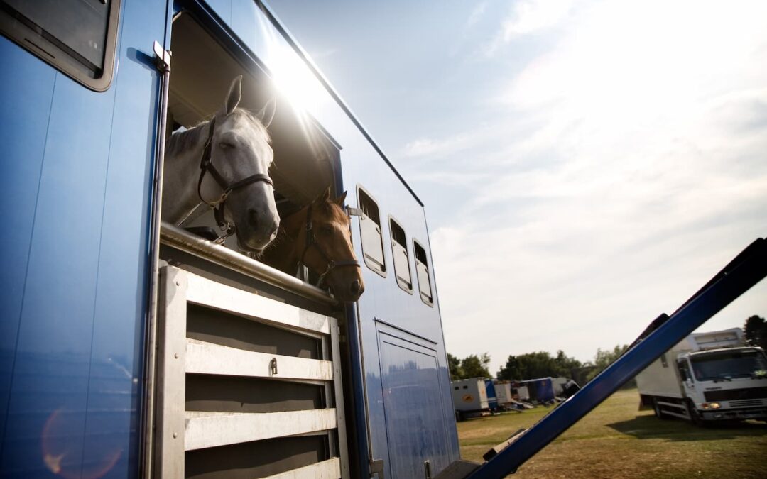 On the Road Again: The Essential Guide to Health Certificates for Show Horses