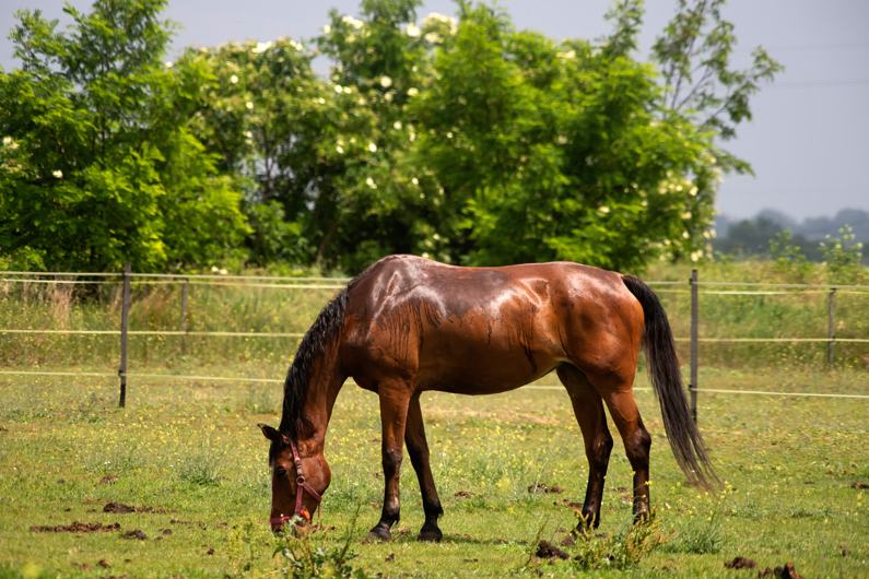 Spring Prep Starts Early: February Preventive Care for Horses